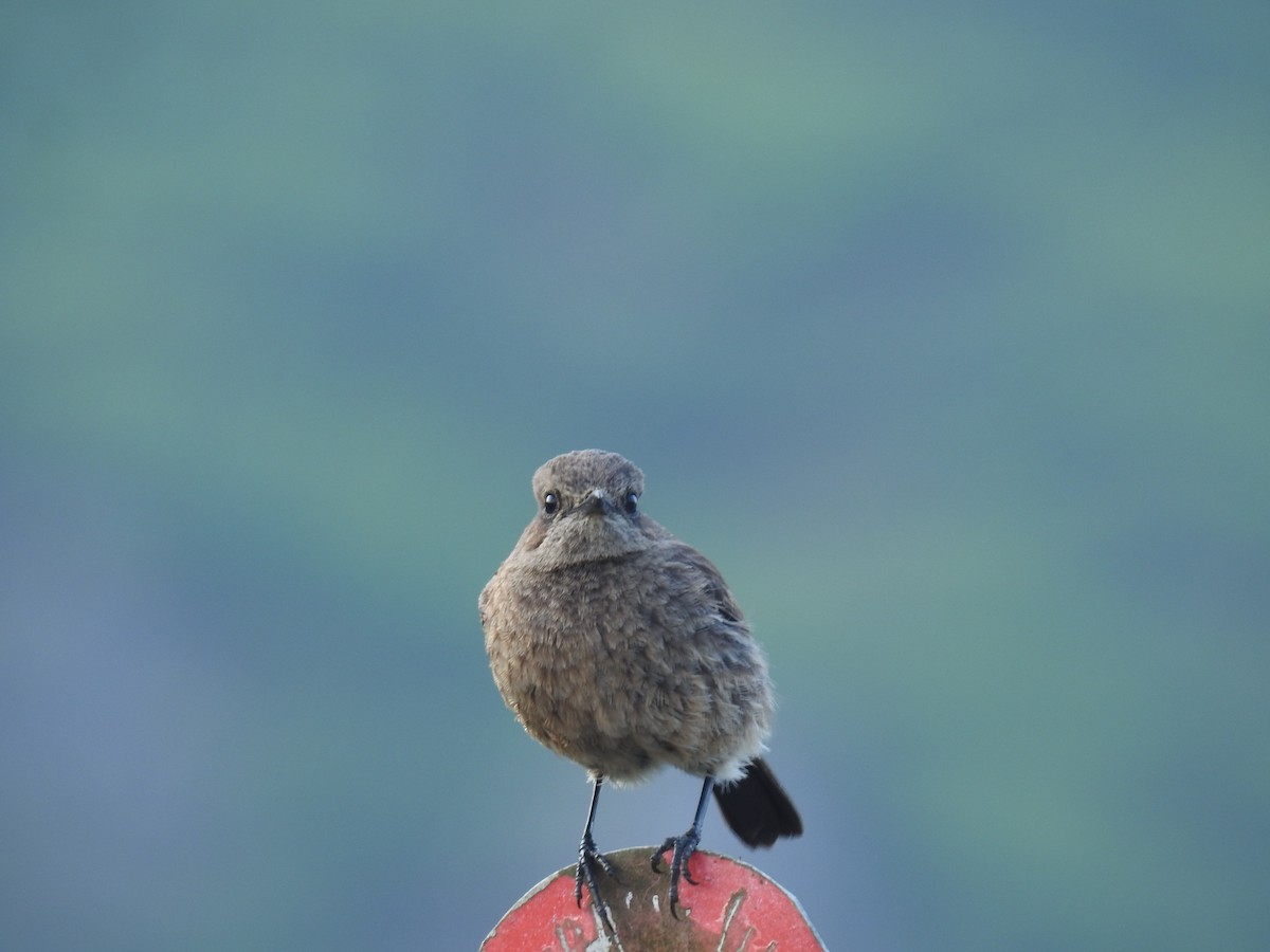 Pied Bushchat - Srinivasan Kasinathan