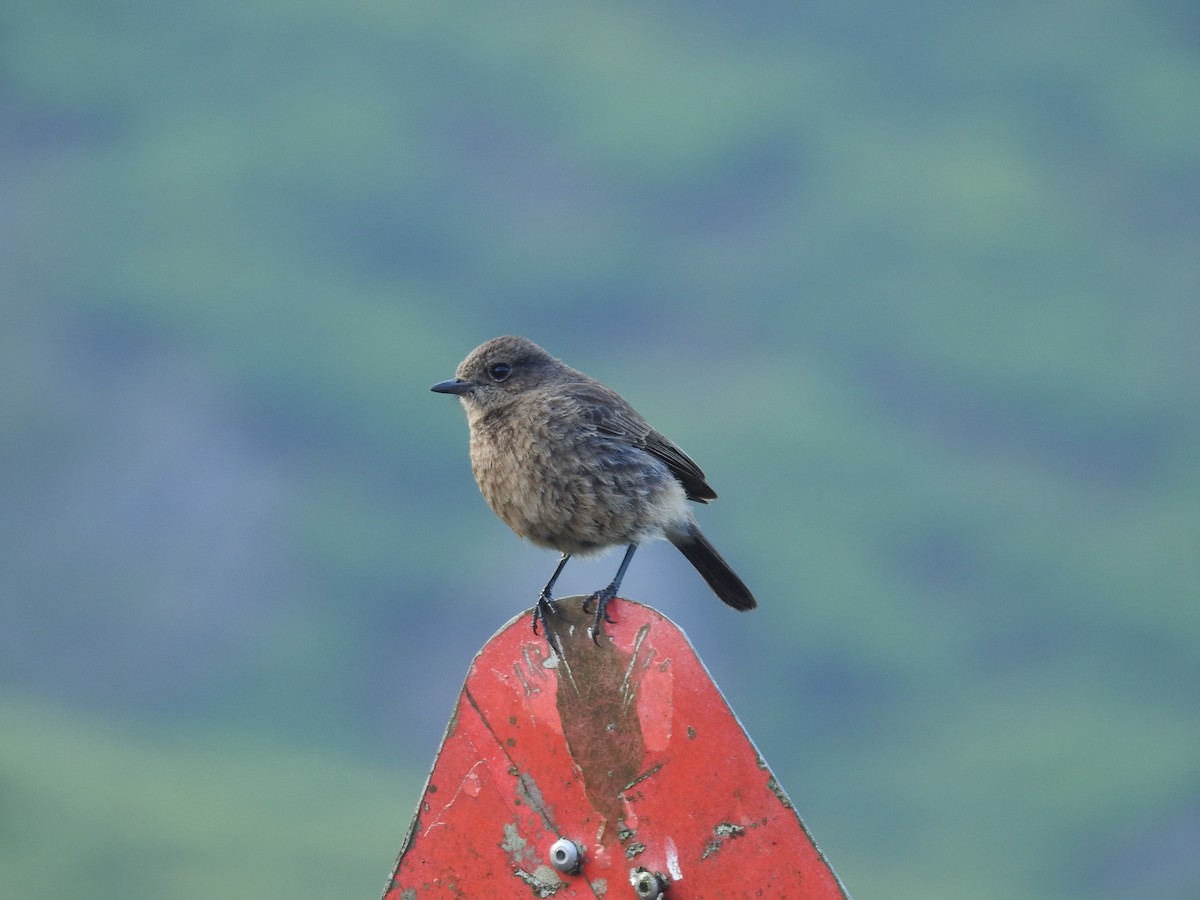 Pied Bushchat - Srinivasan Kasinathan