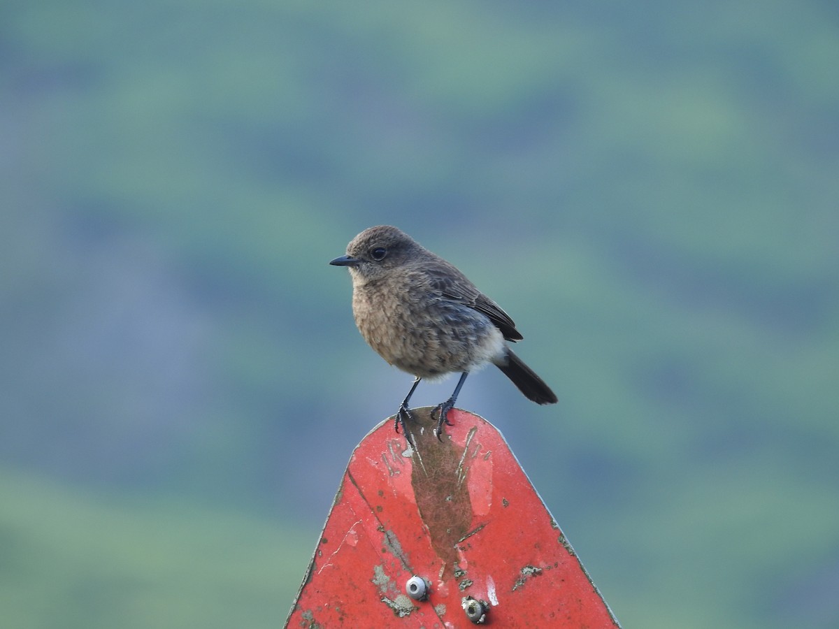 Pied Bushchat - Srinivasan Kasinathan