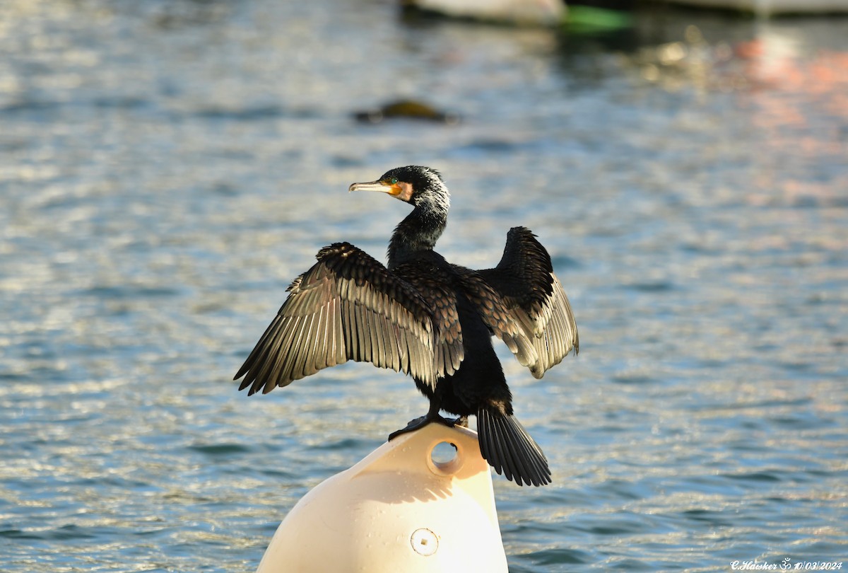 Great Cormorant - Carl  Hawker