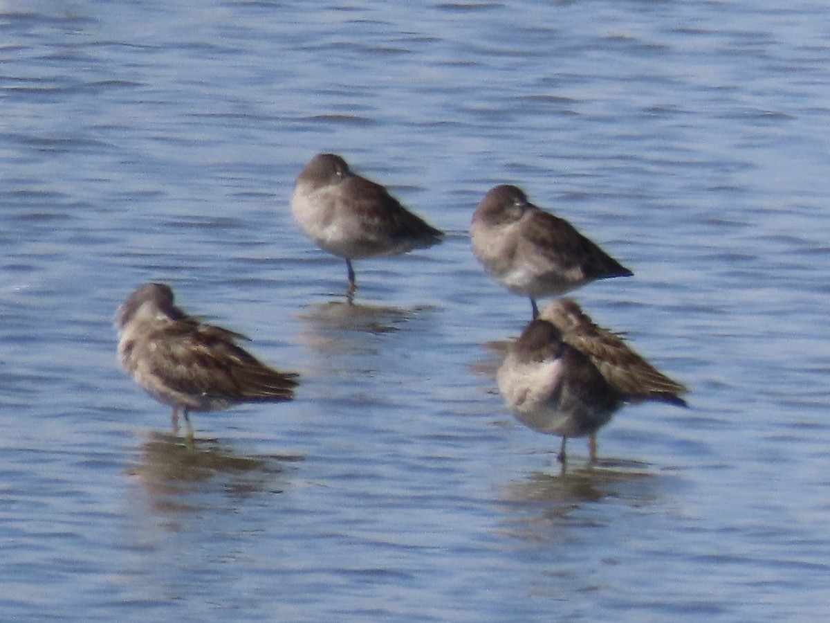 Long-billed Dowitcher - ML615856831