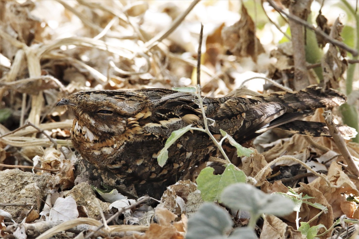 Red-necked Nightjar - ML615856839