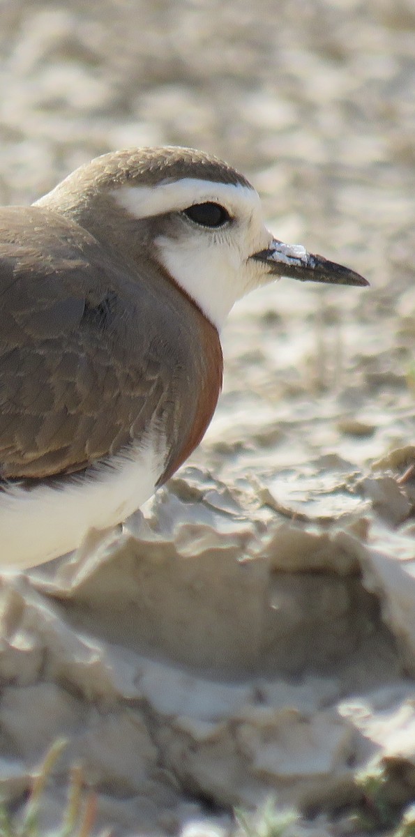 Caspian Plover - ahmad mohammadi ravesh