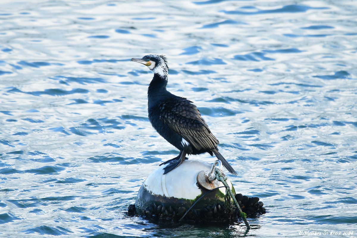 Тураг гогой - ML615856868