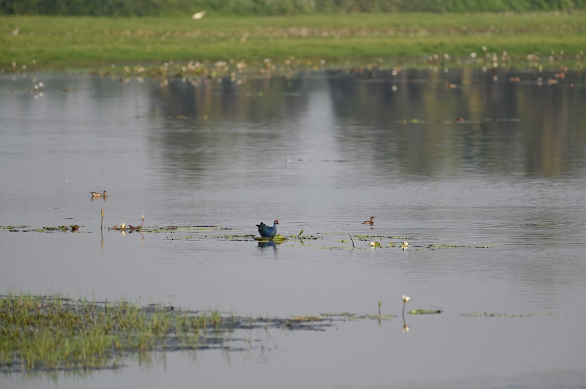 Little Grebe - ML615856874