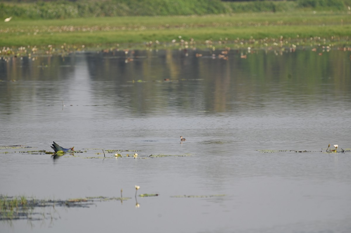 Little Grebe - ML615856875