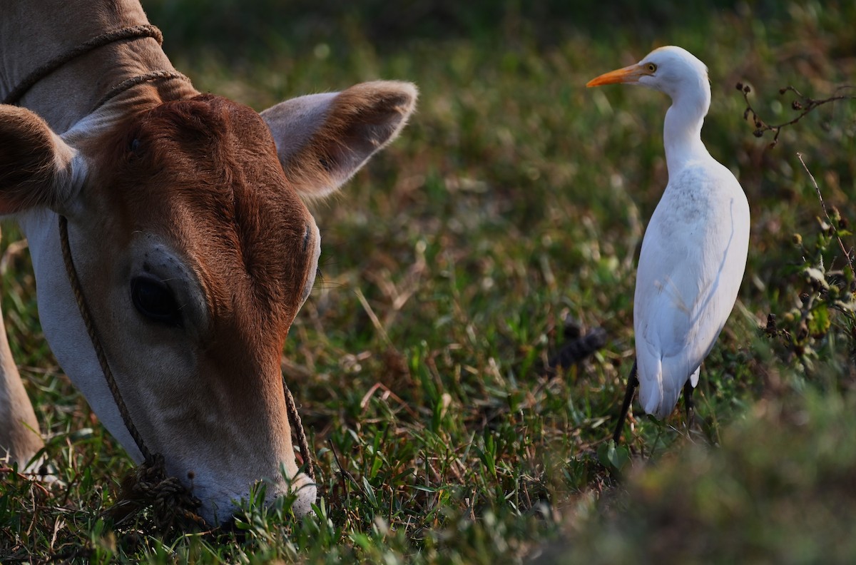 Eastern Cattle Egret - Sajeev Krishnan