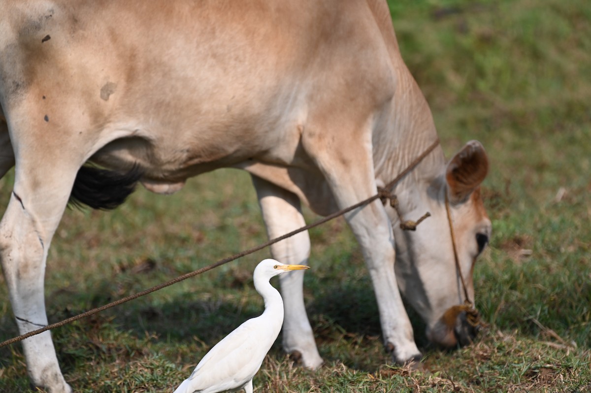 Eastern Cattle Egret - Sajeev Krishnan