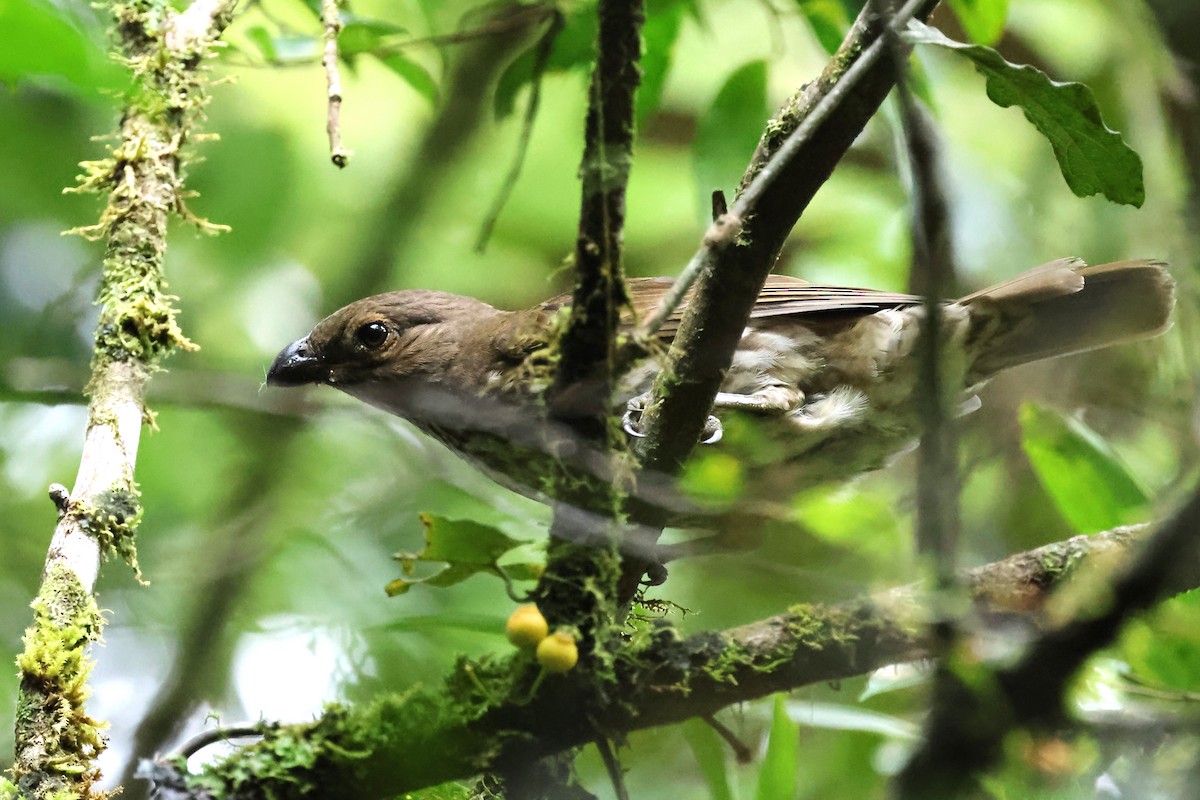 Tooth-billed Bowerbird - ML615857022