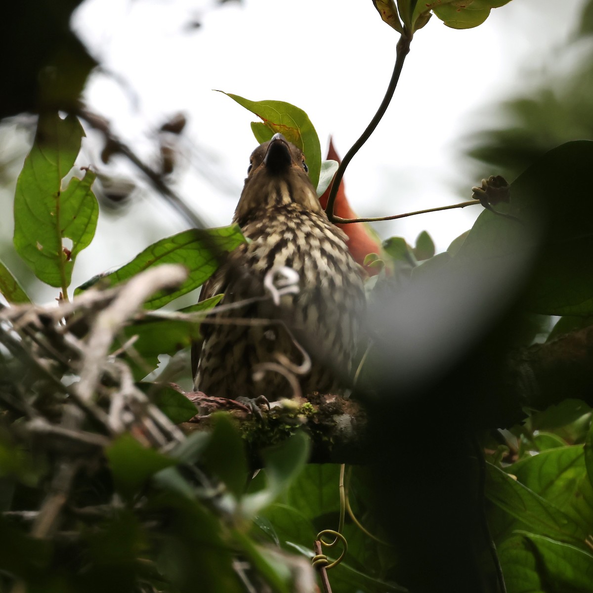 Tooth-billed Bowerbird - ML615857054