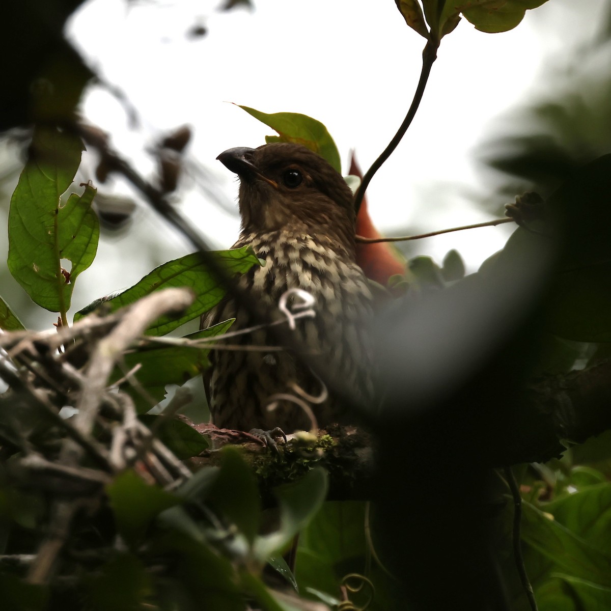 Tooth-billed Bowerbird - ML615857055