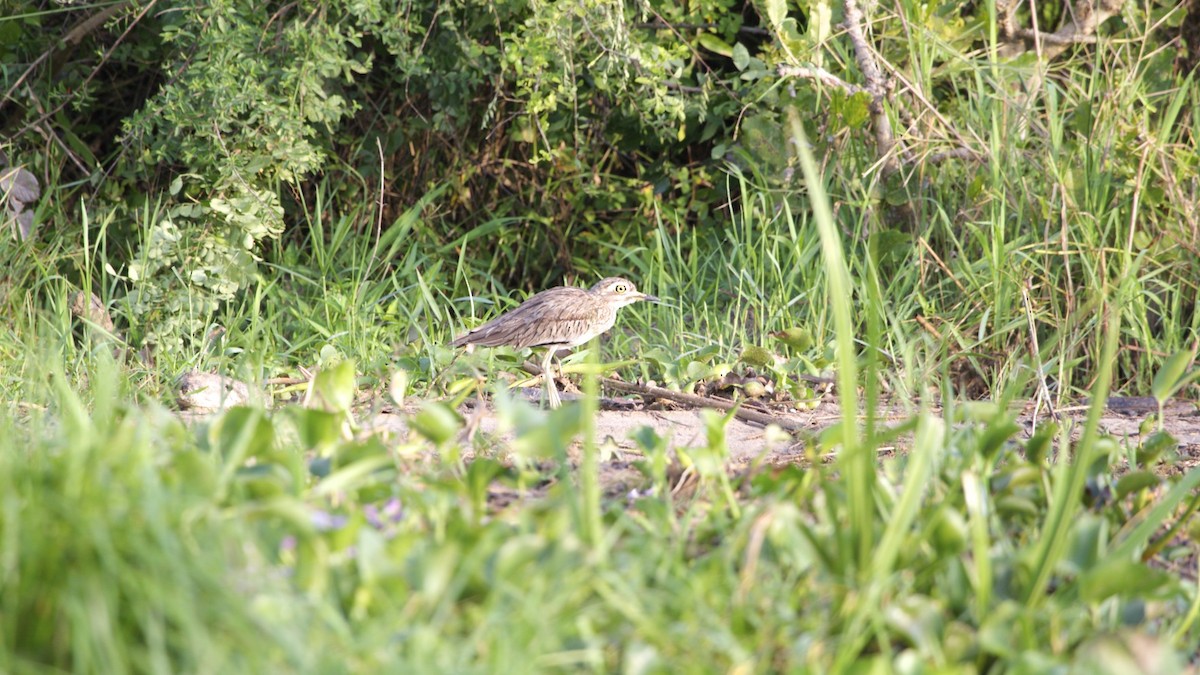 Senegal Thick-knee - Hans van der Hoeven