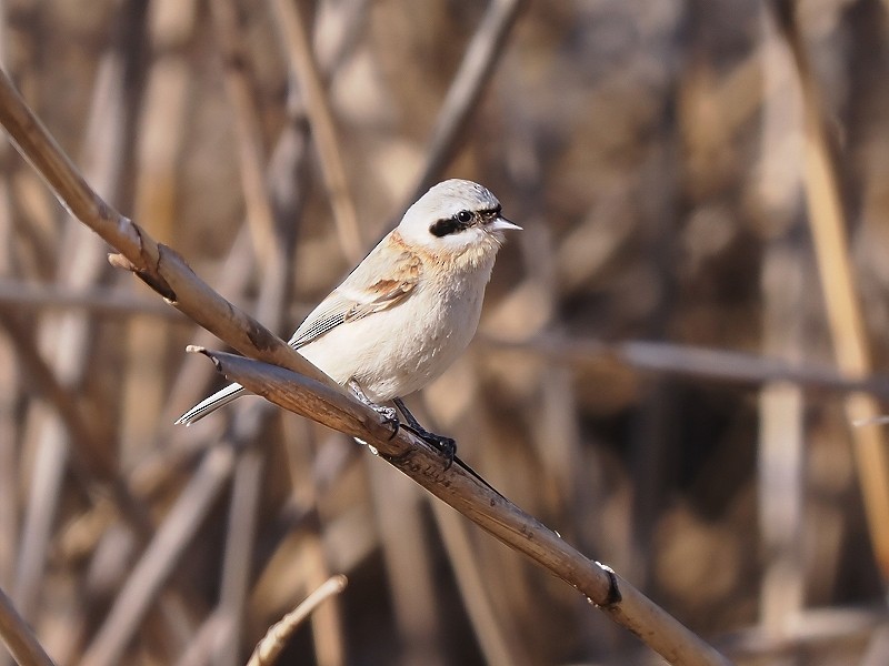 Chinese Penduline-Tit - Osamu Murakami