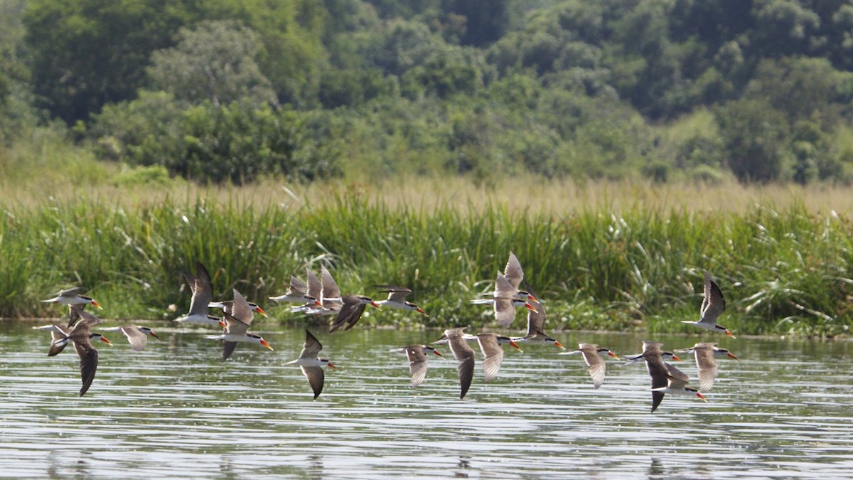 African Skimmer - Hans van der Hoeven