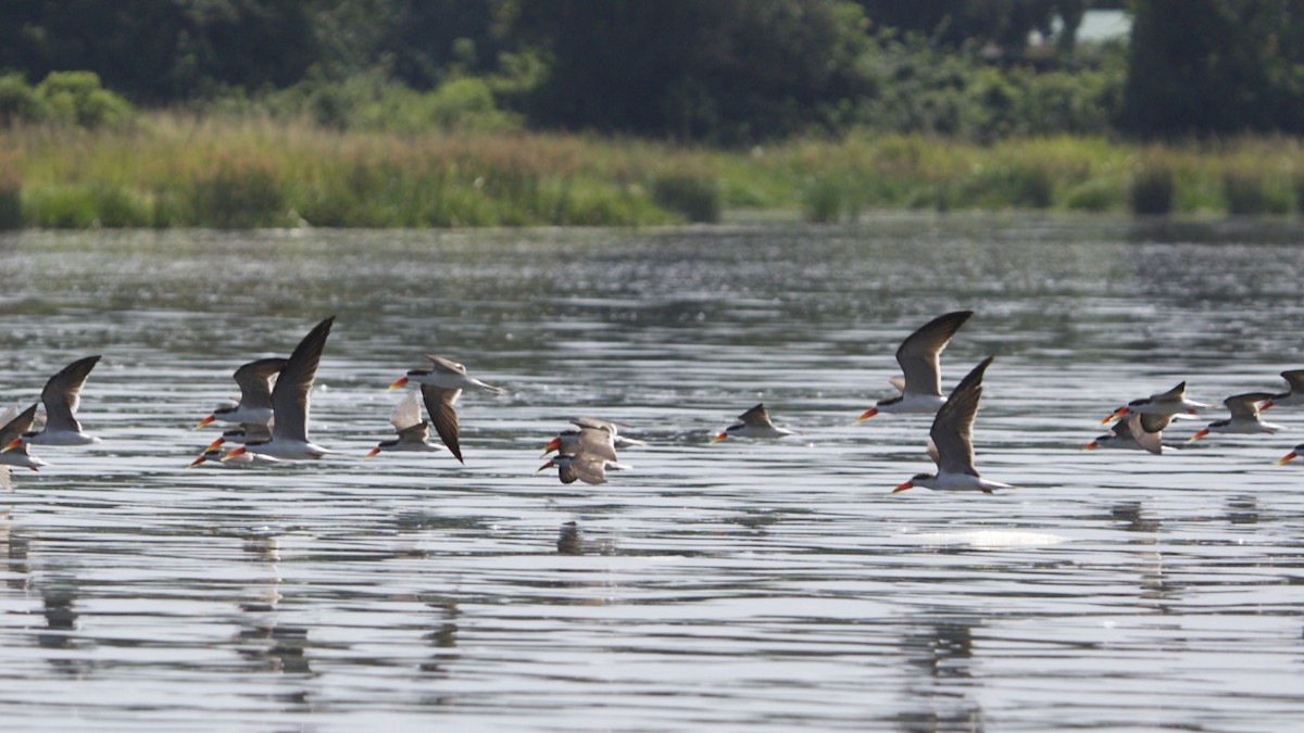 African Skimmer - Hans van der Hoeven