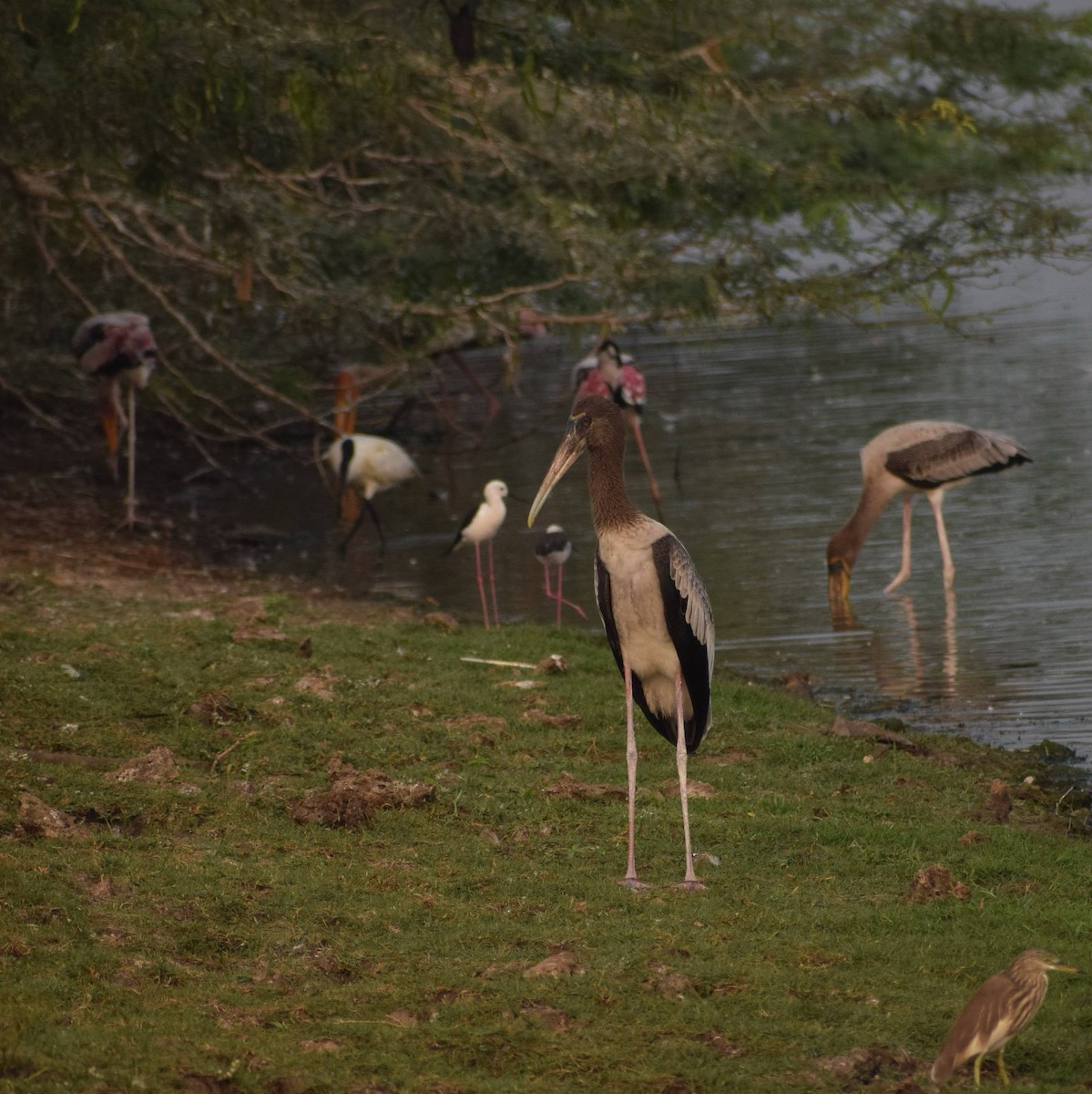 Painted Stork - ML615857174