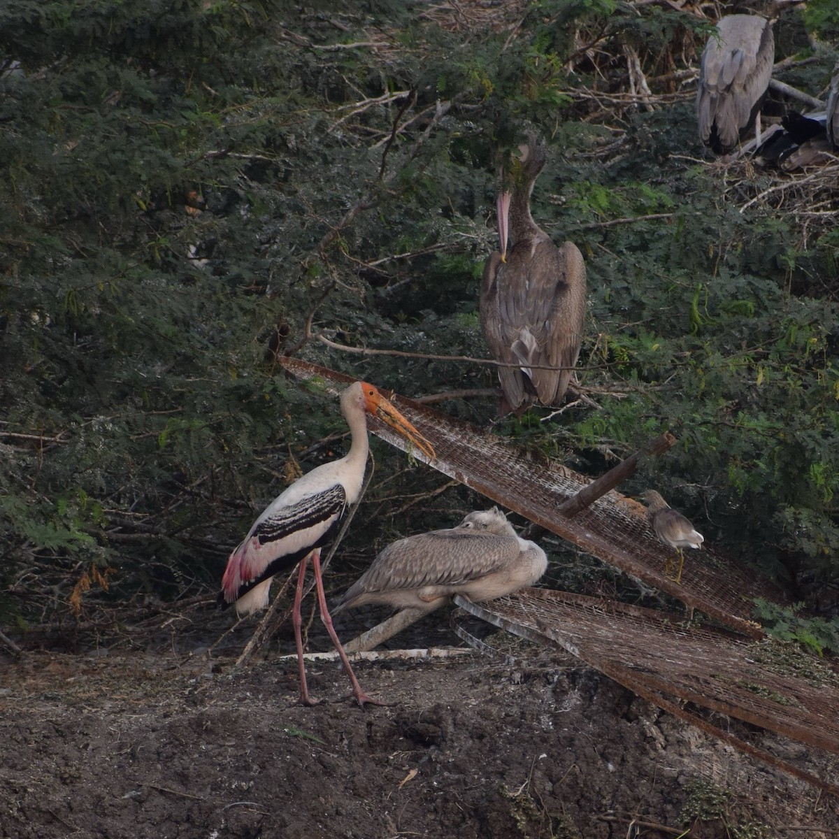 Painted Stork - ML615857175