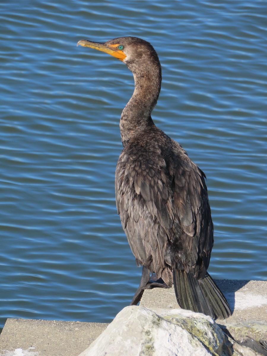 Double-crested Cormorant - ML615857213