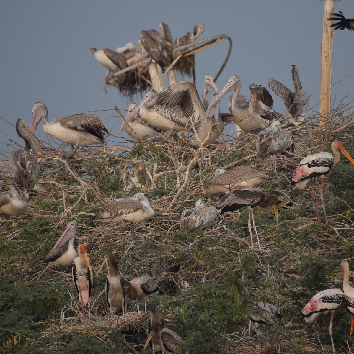 Spot-billed Pelican - ML615857230