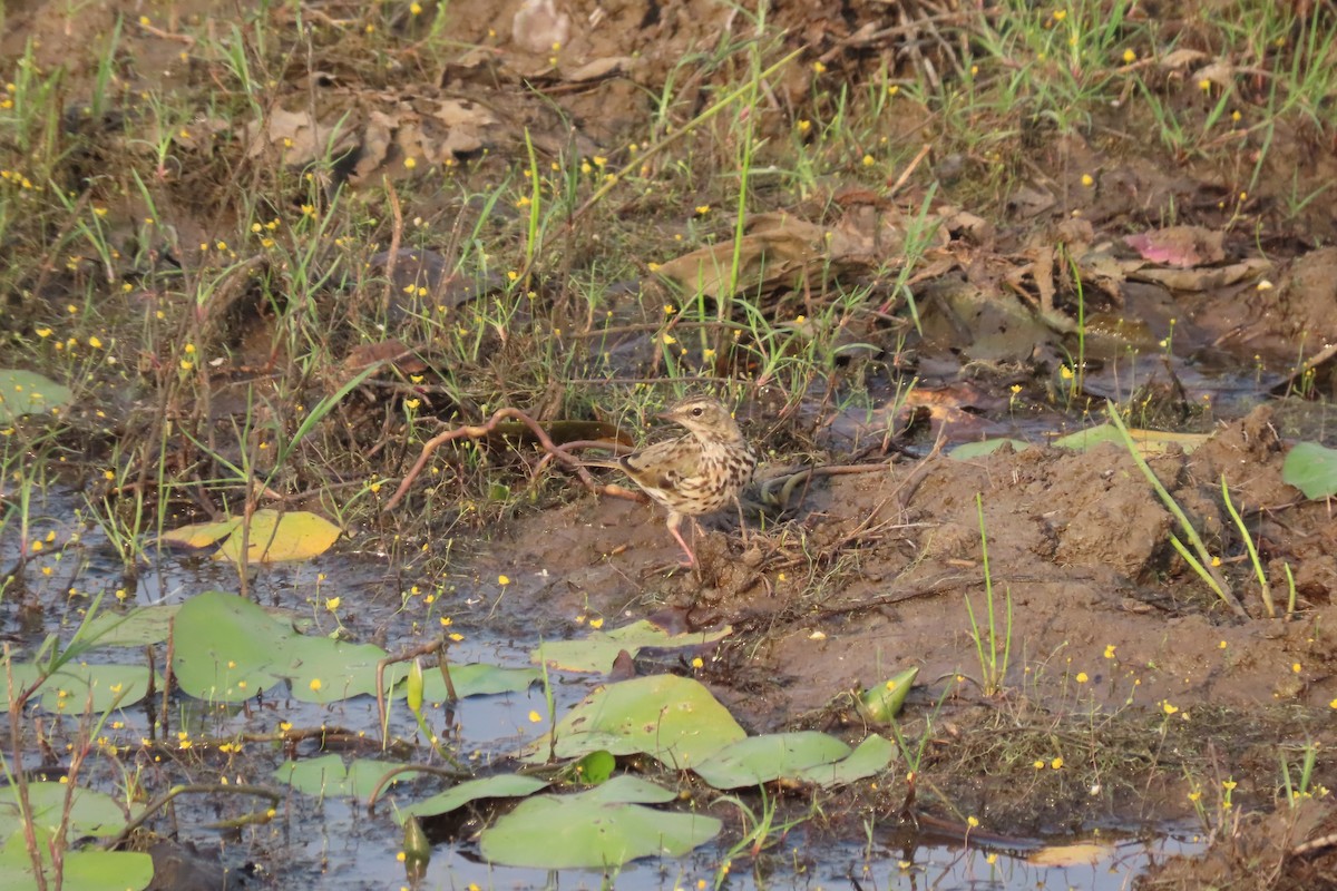 Rosy Pipit - ML615857246