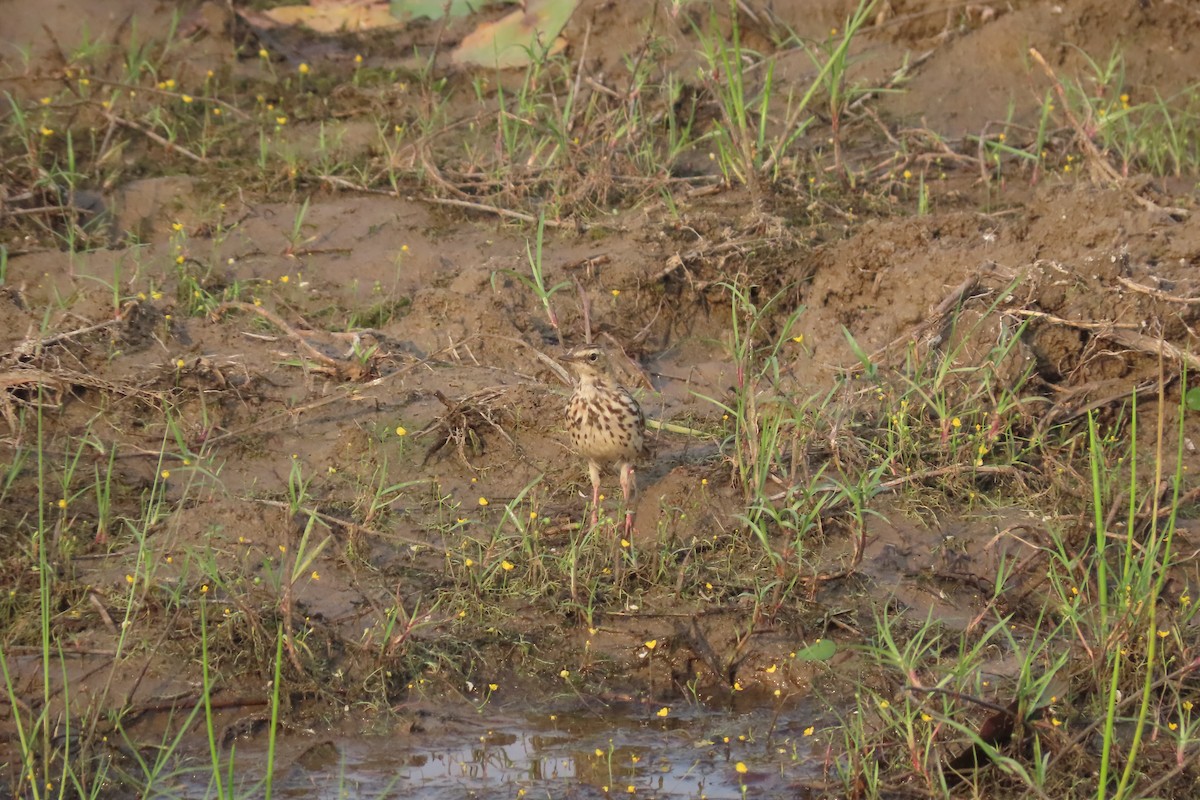 Rosy Pipit - ML615857247