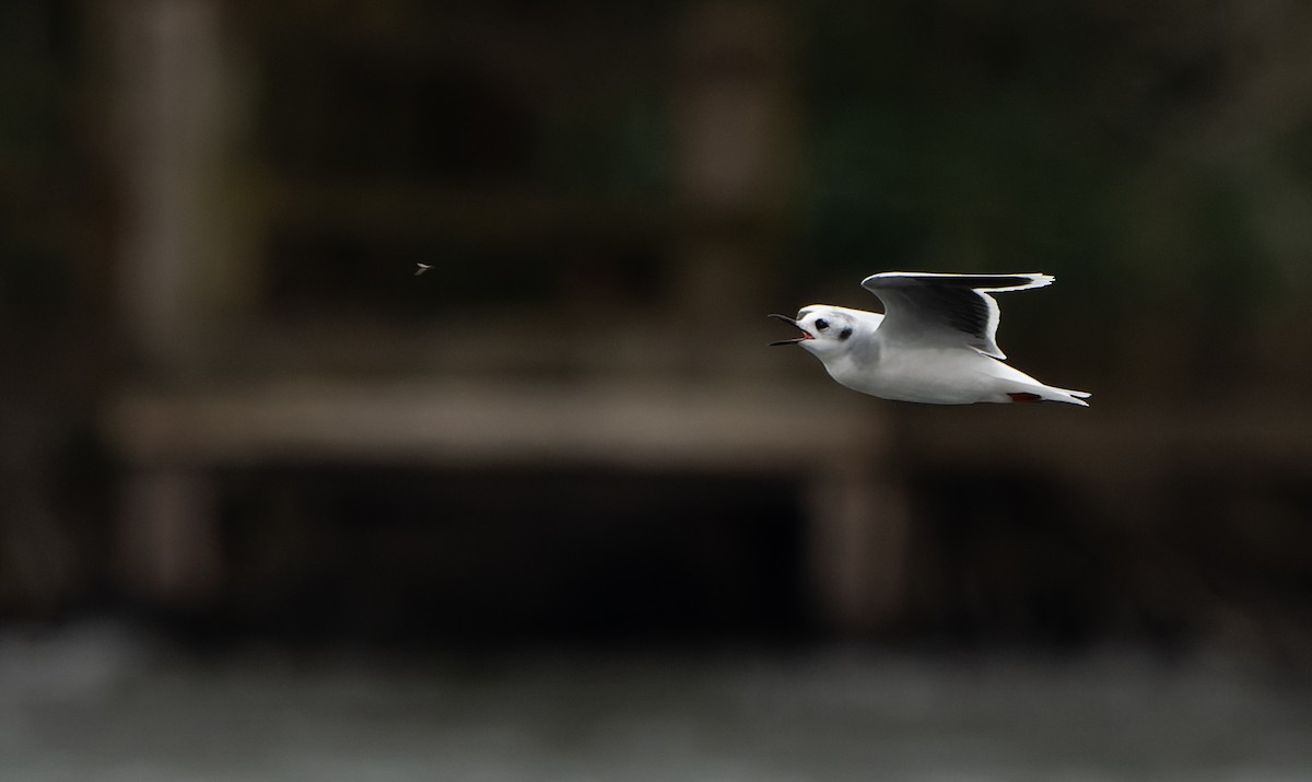 Little Gull - ML615857281