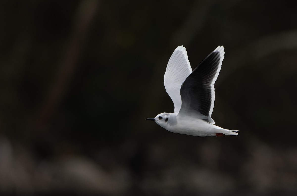 Little Gull - ML615857282