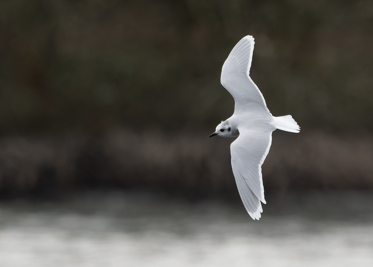 Little Gull - ML615857283