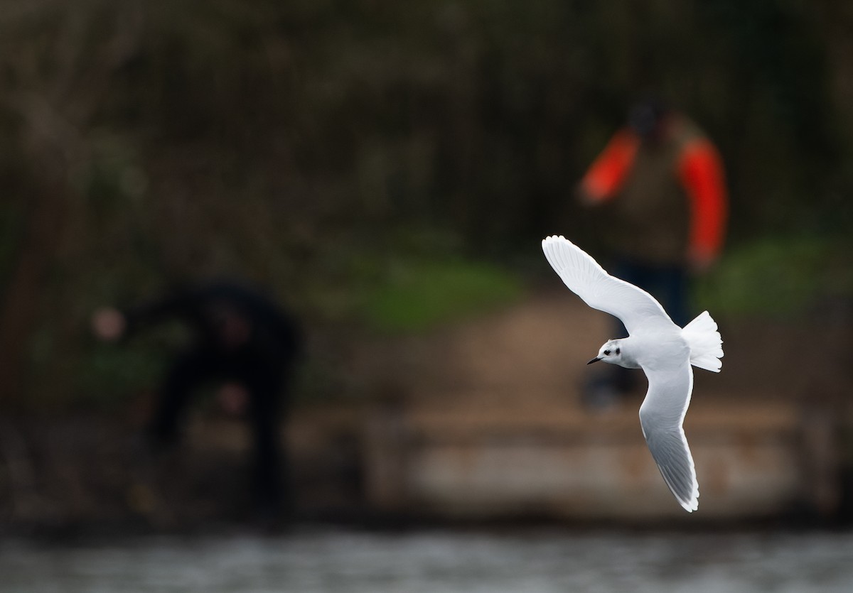 Little Gull - ML615857285