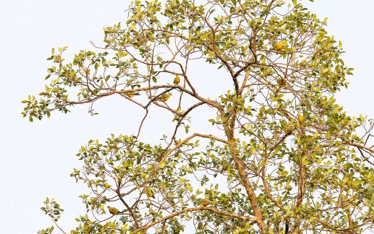 holub oranžovoprsý - ML615857334