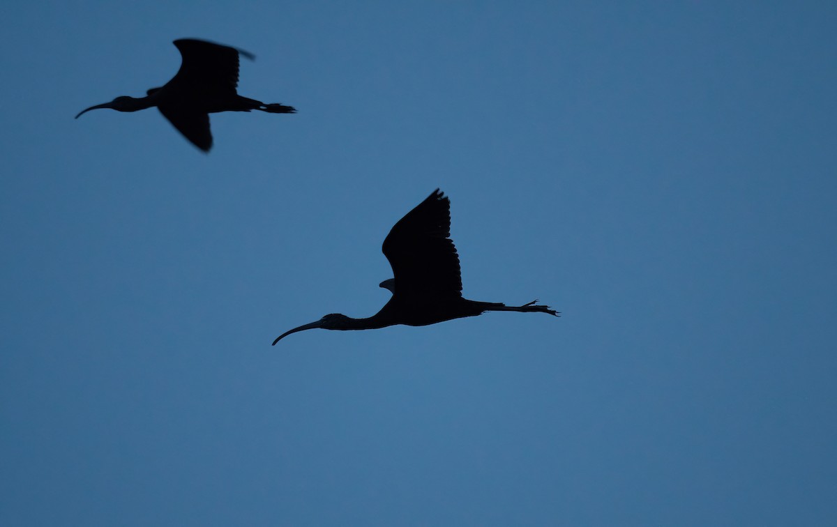 Glossy Ibis - Eric Francois Roualet