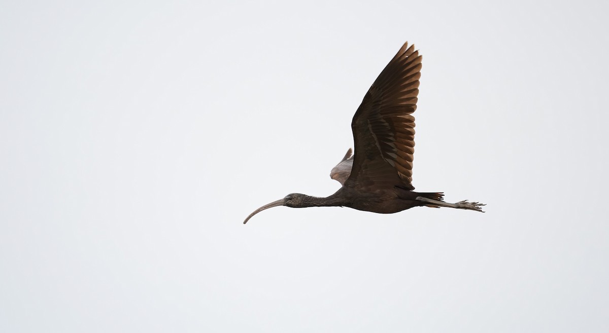 Glossy Ibis - ML615857390