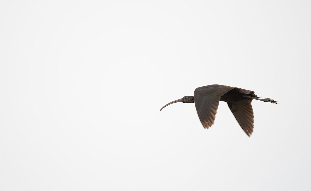 Glossy Ibis - ML615857394