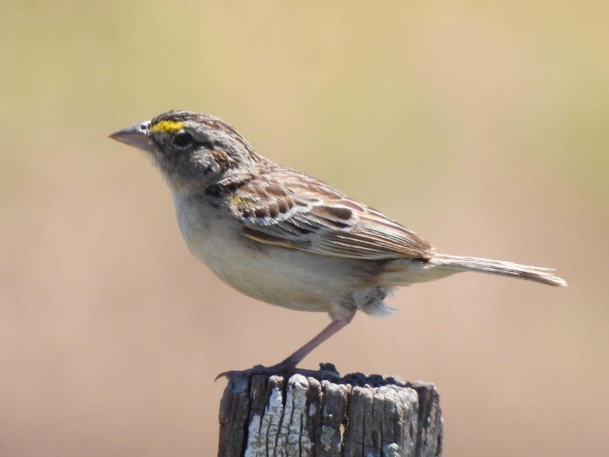 Grassland Sparrow - ML615857446
