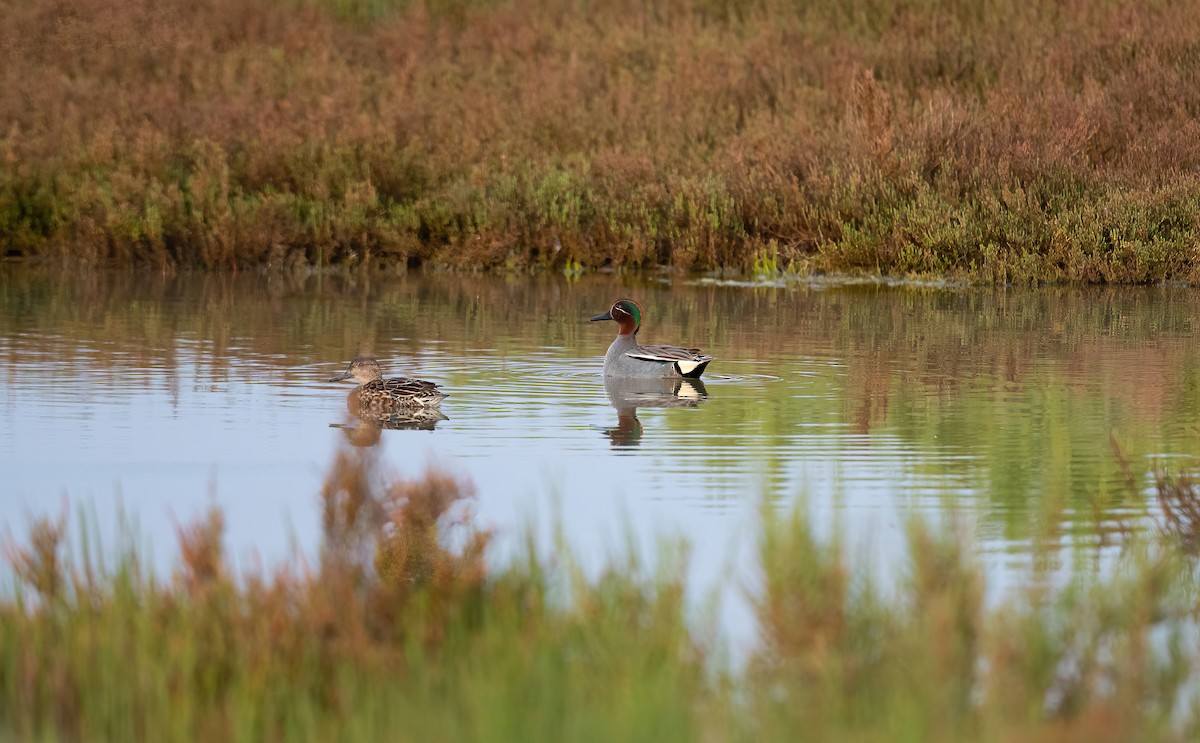 Green-winged Teal (Eurasian) - ML615857479