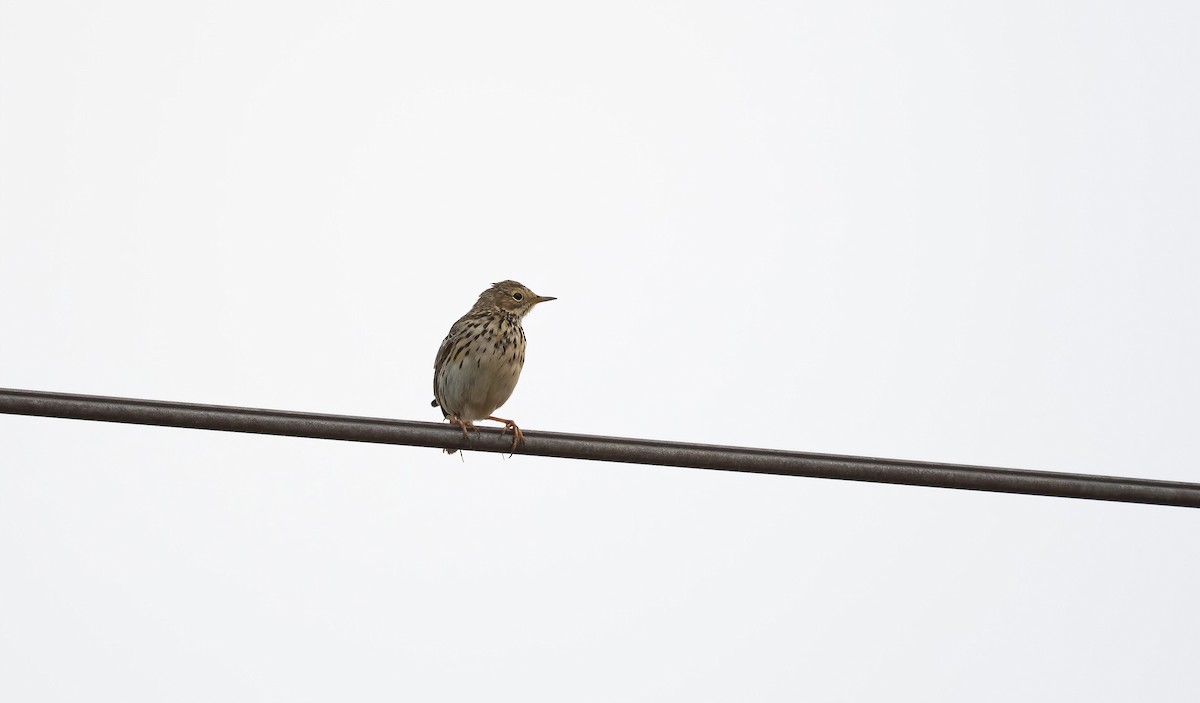 Meadow Pipit - Eric Francois Roualet