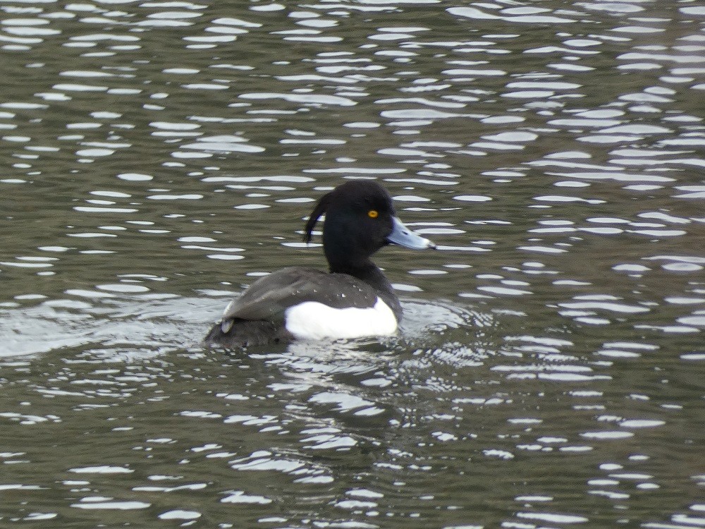 Tufted Duck - Vicente Tamarit Garcerá