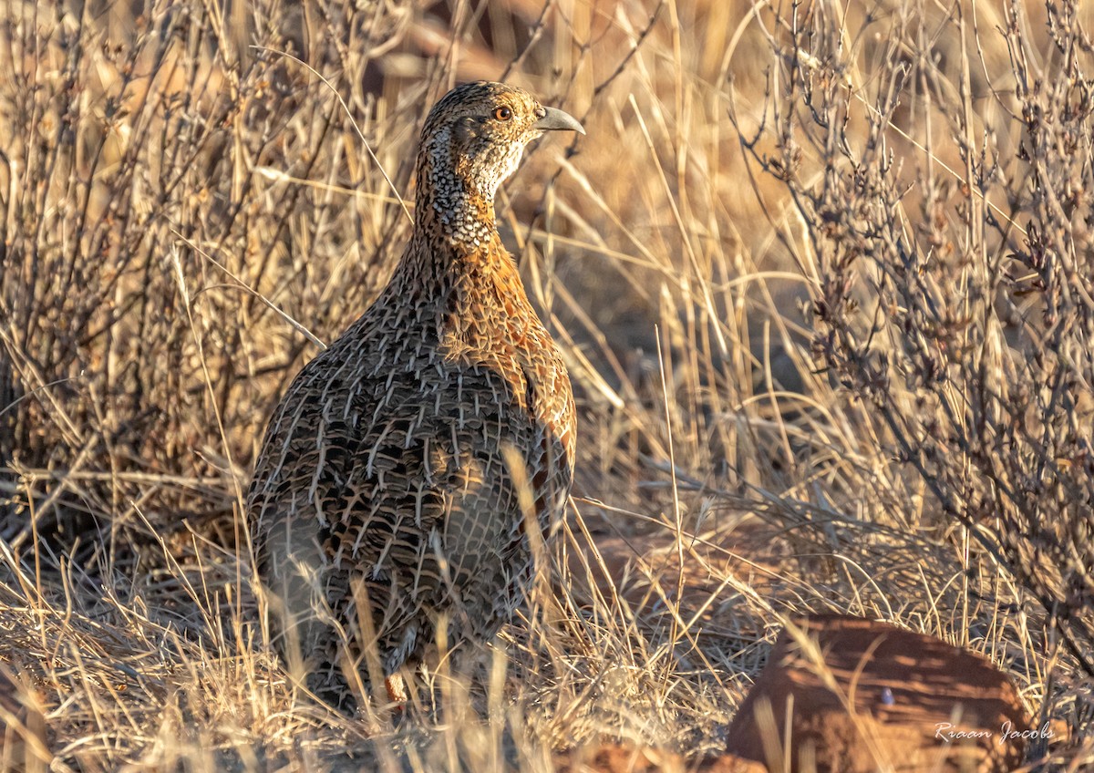 Gray-winged Francolin - Riaan  Jacobs