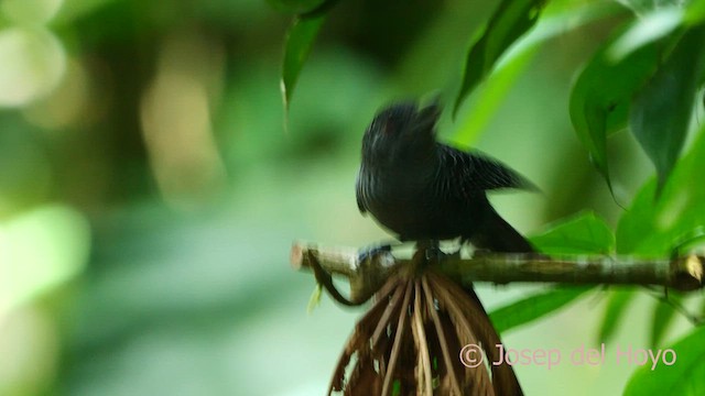 Fasciated Antshrike - ML615857703