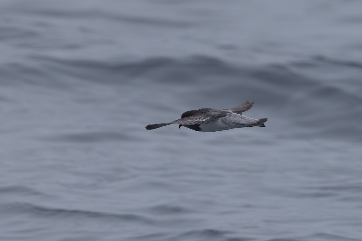 Gray-backed Storm-Petrel - Jodi Webber