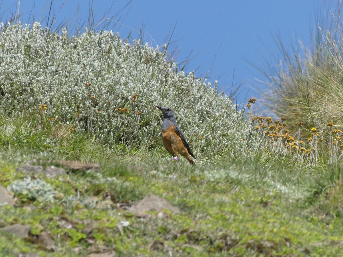 Sentinel Rock-Thrush - Guy RUFRAY