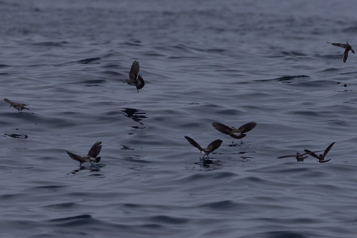 White-faced Storm-Petrel - ML615857812
