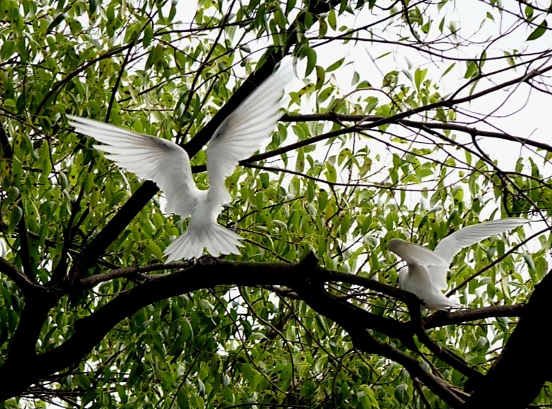 White Tern (Pacific) - ML615857841