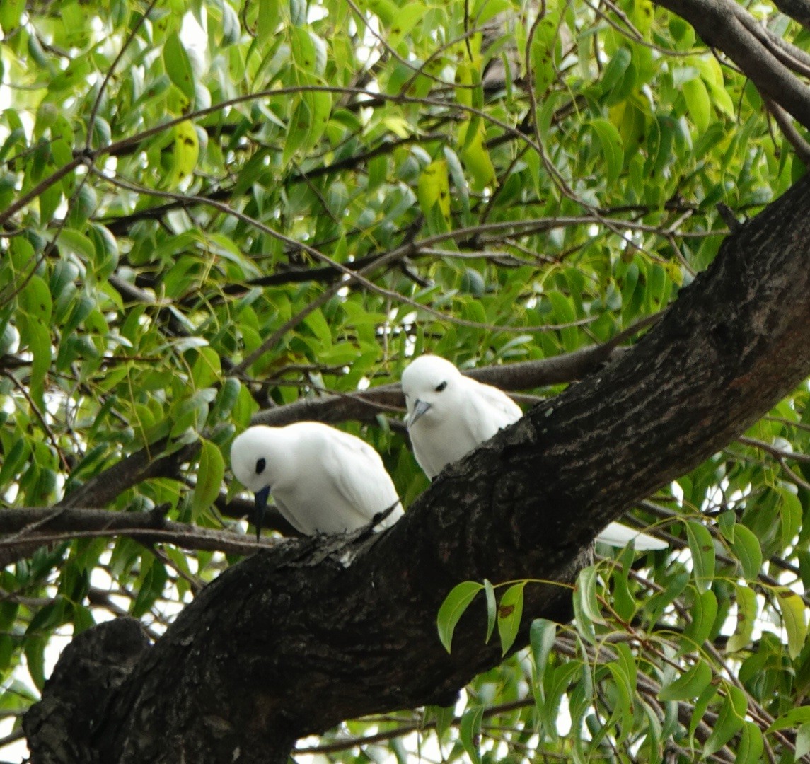 White Tern (Pacific) - ML615857844