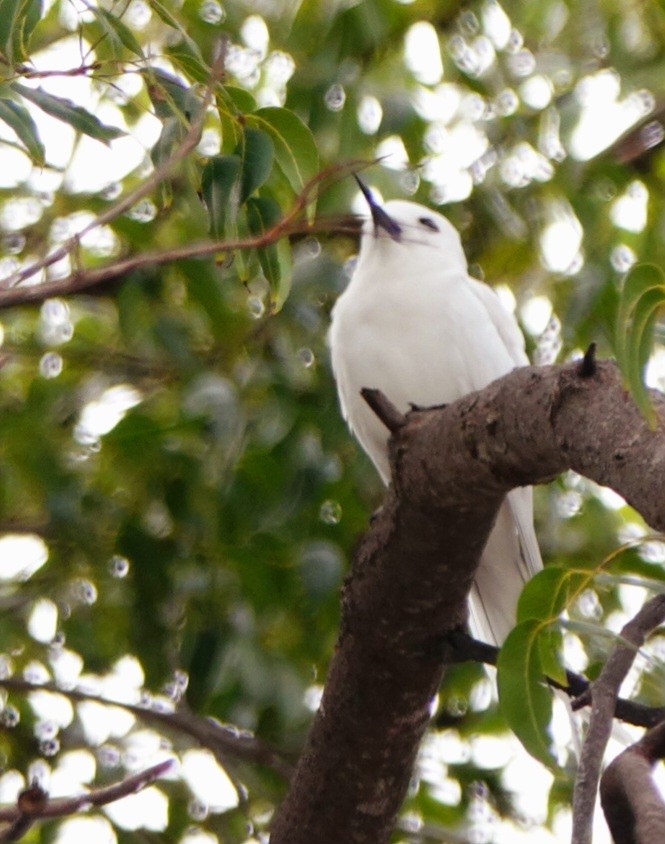 White Tern (Pacific) - ML615857845