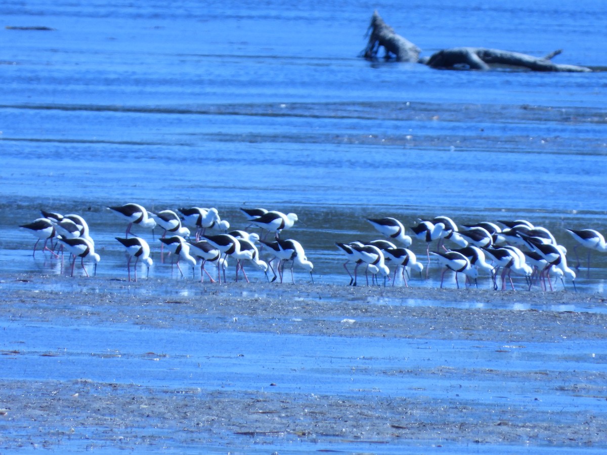 Banded Stilt - ML615857882