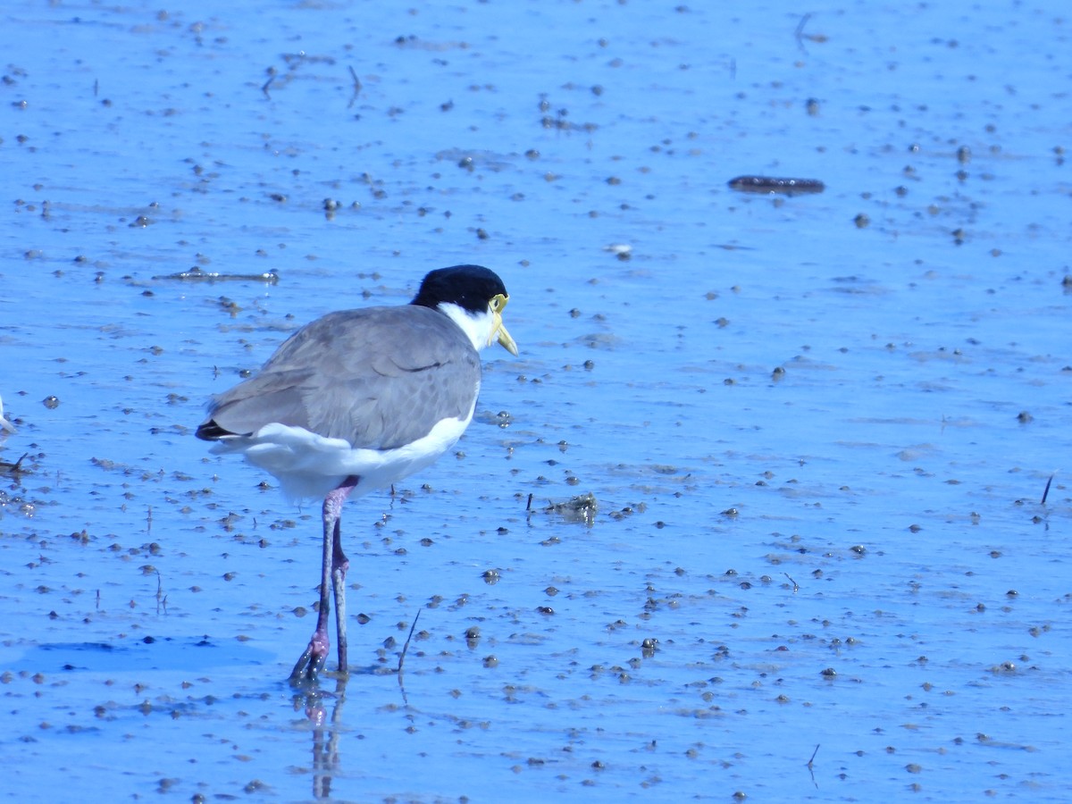 Masked Lapwing - ML615857906