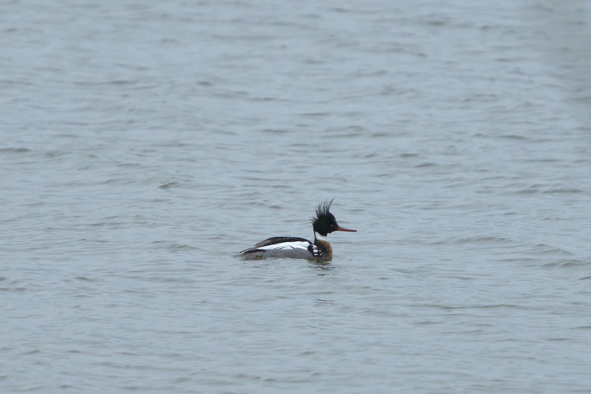 Red-breasted Merganser - ML615857915