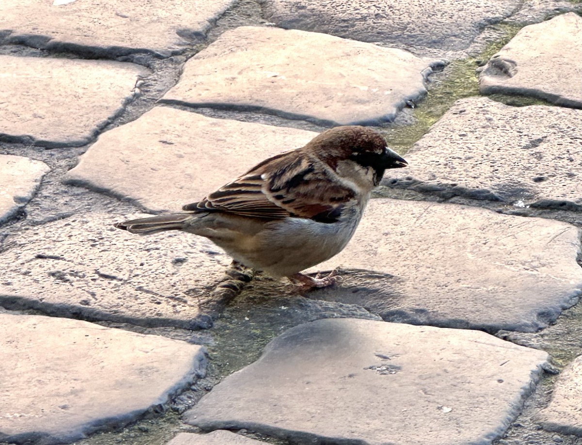 Italian Sparrow - Gareth James