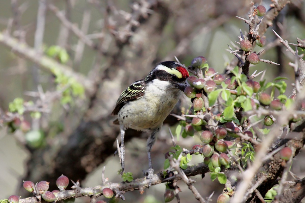 Red-fronted Barbet - ML615857931